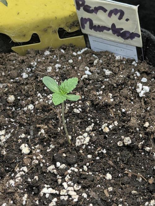 Permanent Marker - Seed Junky. Week 1