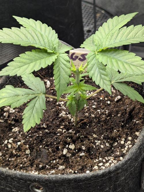 Girl Scout Cookies - Kannabia. Week 2