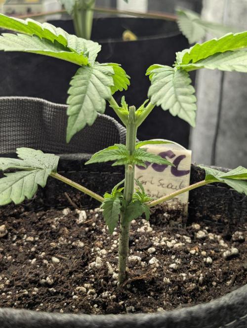 Girl Scout Cookies - Kannabia. Week 2