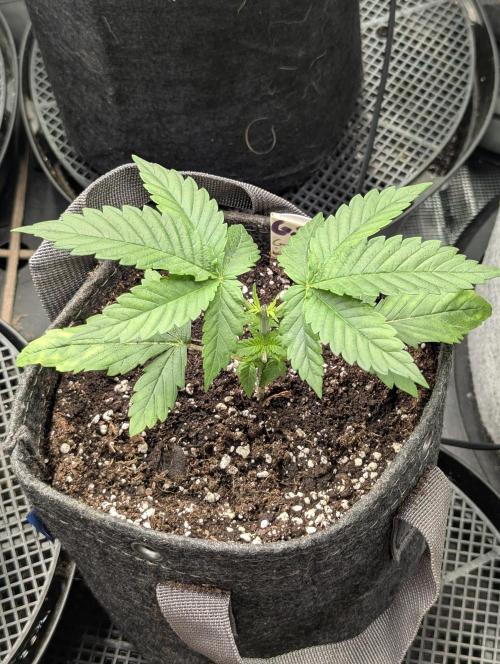 Girl Scout Cookies - Kannabia. Week 2