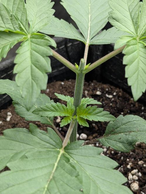 Privileged Baddie - Anesia Seeds. Week 2