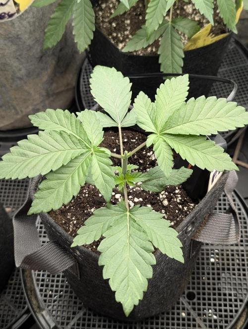 Privileged Baddie - Anesia Seeds. Week 2