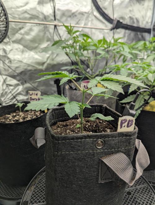Privileged Baddie - Anesia Seeds. Week 2