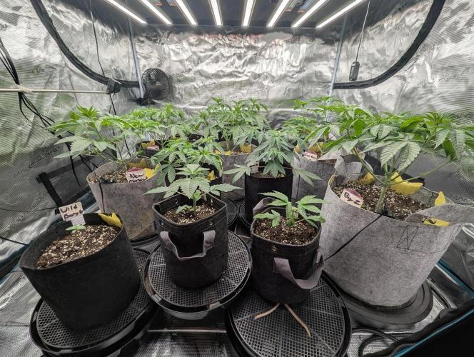 Privileged Baddie - Anesia Seeds. Week 2