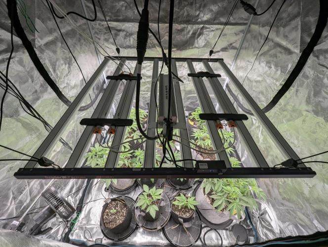Privileged Baddie - Anesia Seeds. Week 2