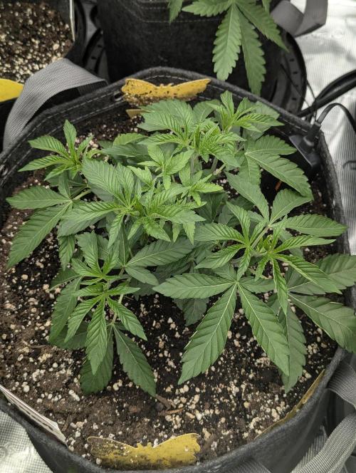 Lemonessence - Doja. Week 4