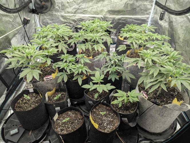 Lemonessence - Doja. Week 4