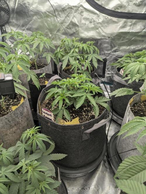 Lemonessence - Doja. Week 4