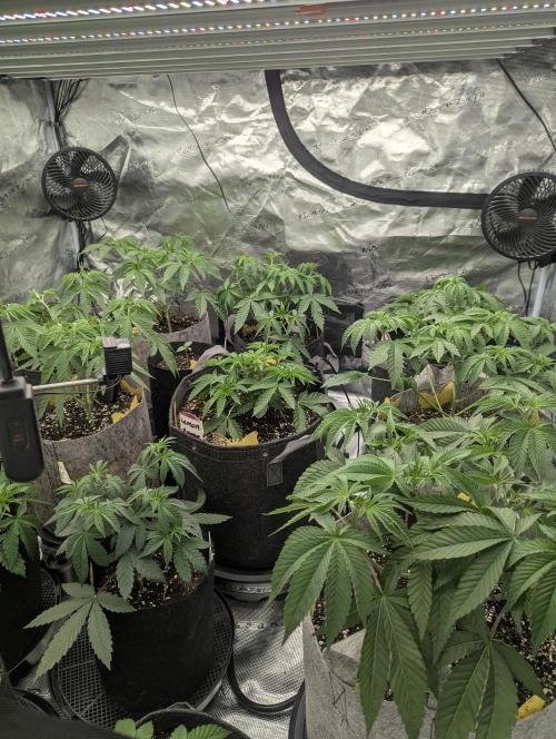 Lemonessence - Doja. Week 4