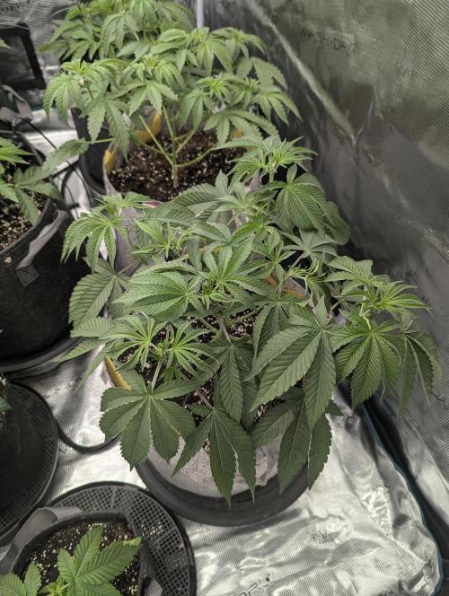 Big Z - Wizard Trees. Week 4