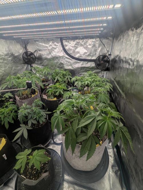 Big Z - Wizard Trees. Week 4