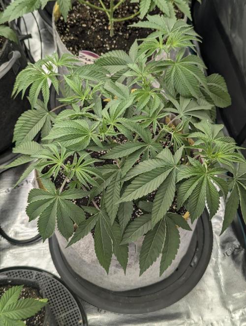 Big Z - Wizard Trees. Week 4