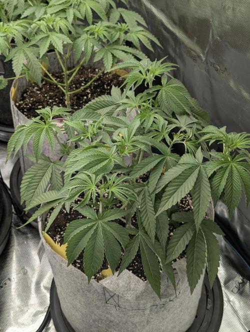 Big Z - Wizard Trees. Week 4