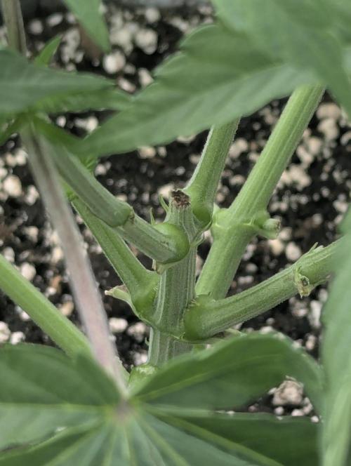 Big Z - Wizard Trees. Week 4