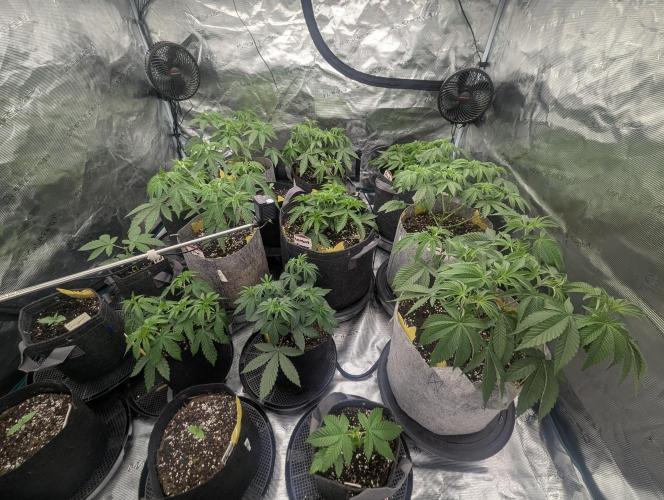 Big Z - Wizard Trees. Week 4