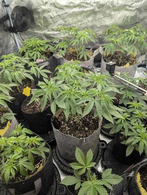The Keeper - Wizard Trees. Week 4