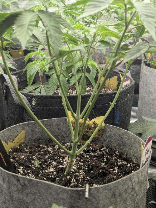 The Keeper - Wizard Trees. Week 4