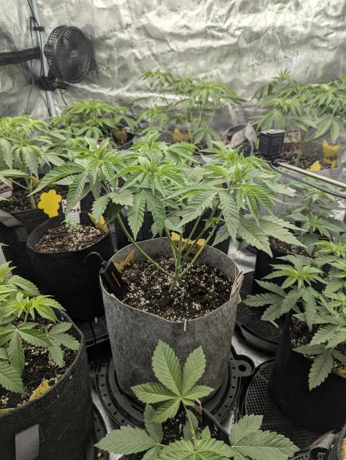The Keeper - Wizard Trees. Week 4