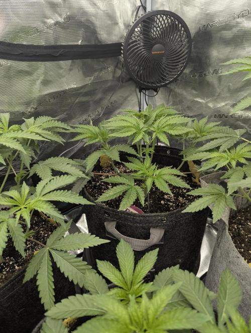Black Lobster - Cipher Genetics. Week 4