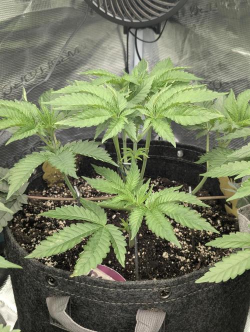 Black Lobster - Cipher Genetics. Week 4