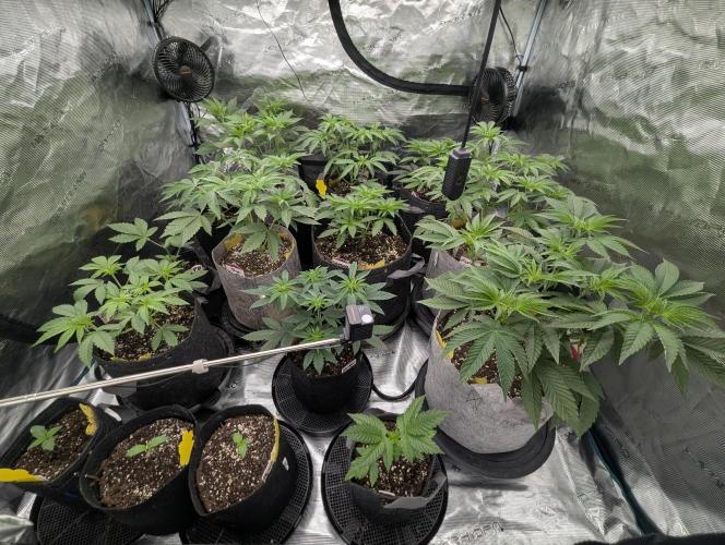 Black Lobster - Cipher Genetics. Week 4