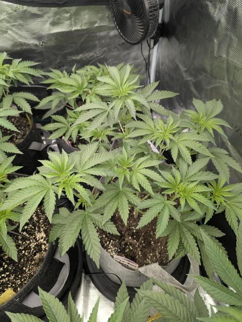 Zu-Tang Clan - N.Y.Ceeds. Week 4