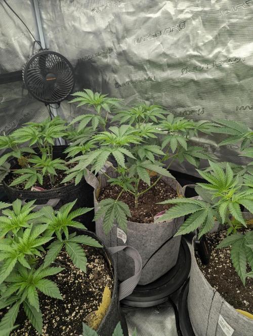 Zu-Tang Clan - N.Y.Ceeds. Week 4
