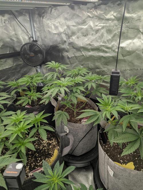 Zu-Tang Clan - N.Y.Ceeds. Week 4