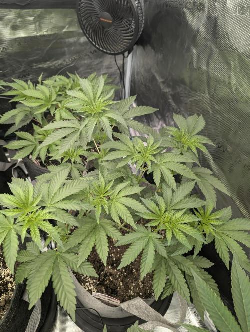 Zu-Tang Clan - N.Y.Ceeds. Week 4