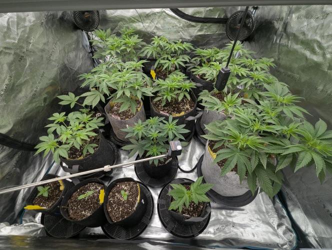 Zu-Tang Clan - N.Y.Ceeds. Week 4