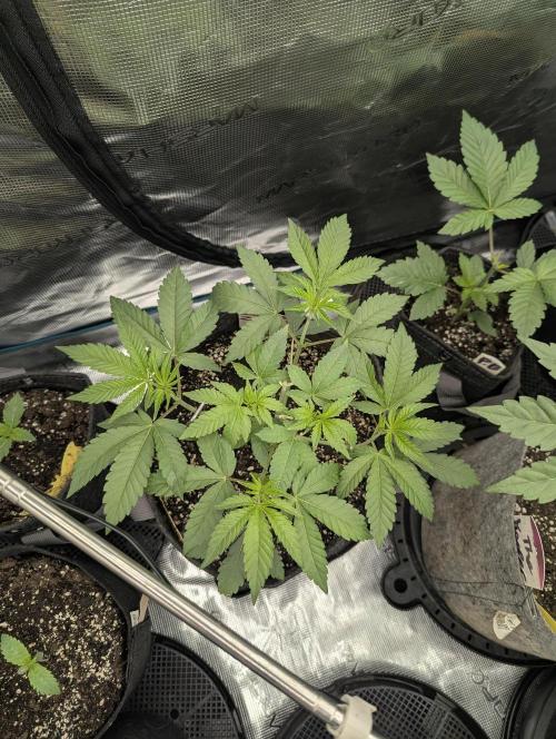 Zorroz v2 - Nine Weeks Harvest. Week 4