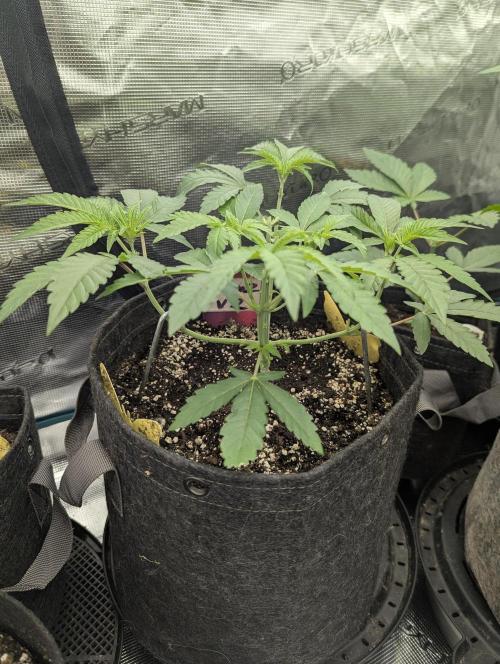 Zorroz v2 - Nine Weeks Harvest. Week 4