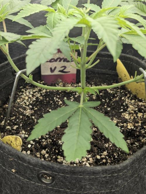 Zorroz v2 - Nine Weeks Harvest. Week 4