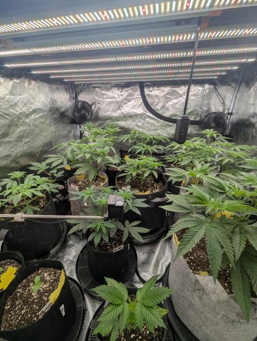 Zorroz v2 - Nine Weeks Harvest. Week 4