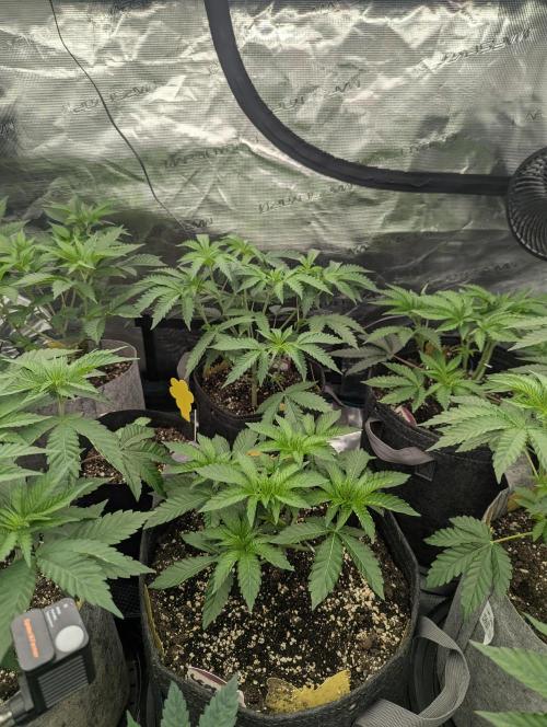 Black Beretta - Cipher Genetics. Week 4