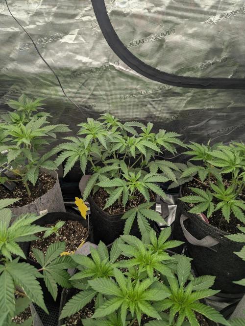 Black Beretta - Cipher Genetics. Week 4