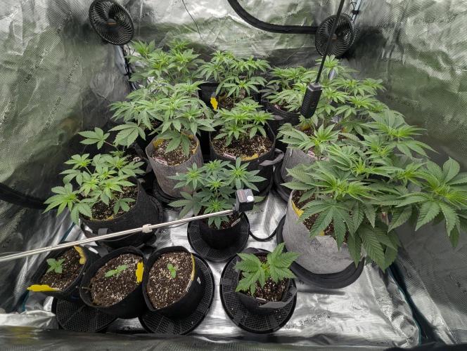 Black Beretta - Cipher Genetics. Week 4