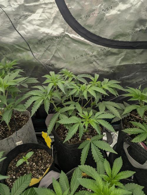 Black Beretta - Cipher Genetics. Week 4