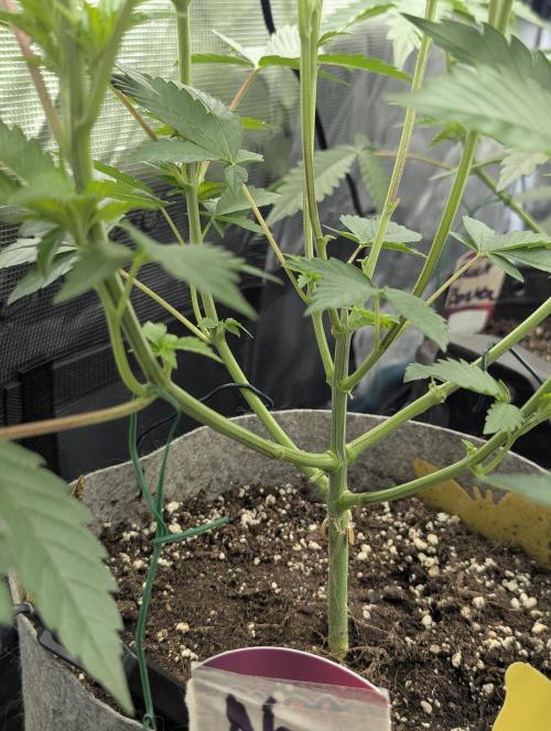 New Money - Compound Genetics. Week 4