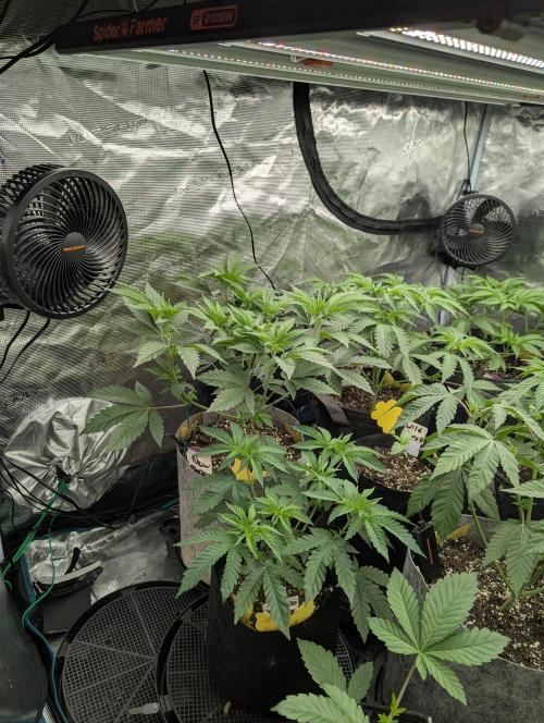 New Money - Compound Genetics. Week 4