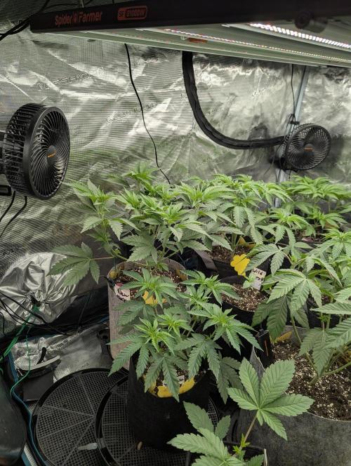 New Money - Compound Genetics. Week 4