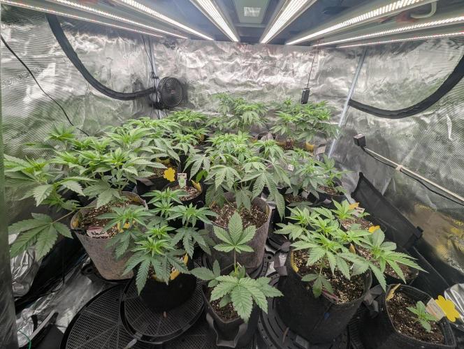 New Money - Compound Genetics. Week 4