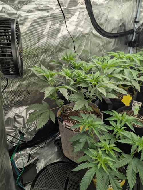 New Money - Compound Genetics. Week 4