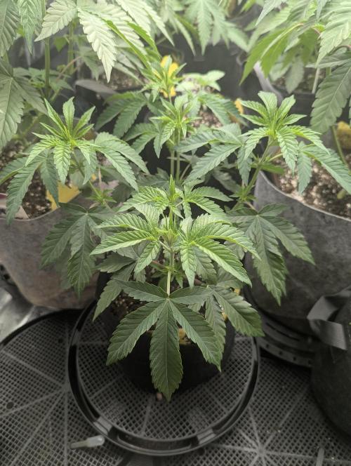 Studio Cherry - Wizard Trees. Week 4