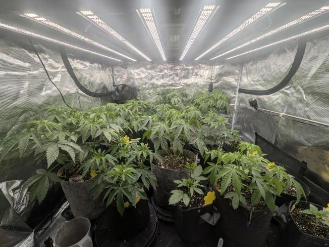 Studio Cherry - Wizard Trees. Week 4