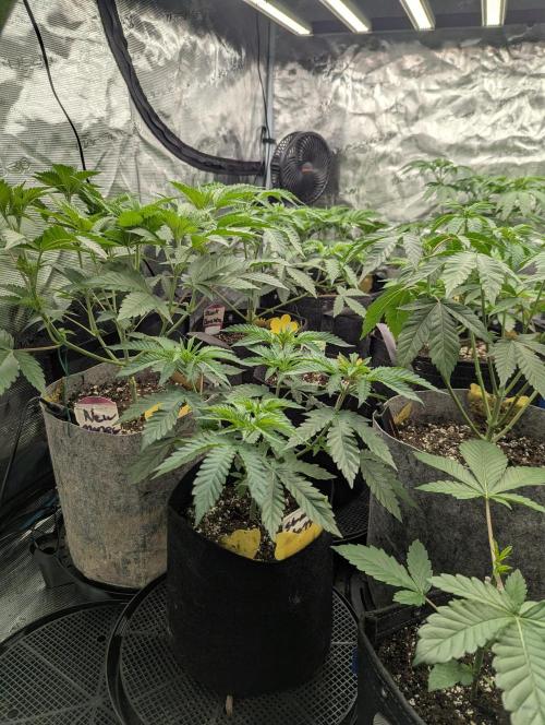 Studio Cherry - Wizard Trees. Week 4
