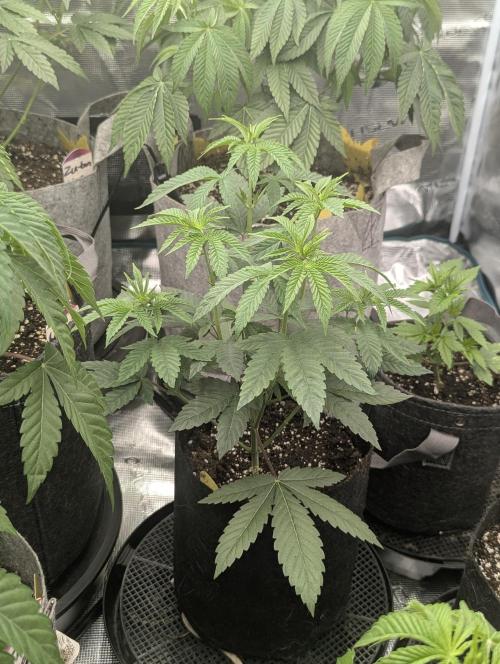 Shake Back - Compound Genetics. Week 4