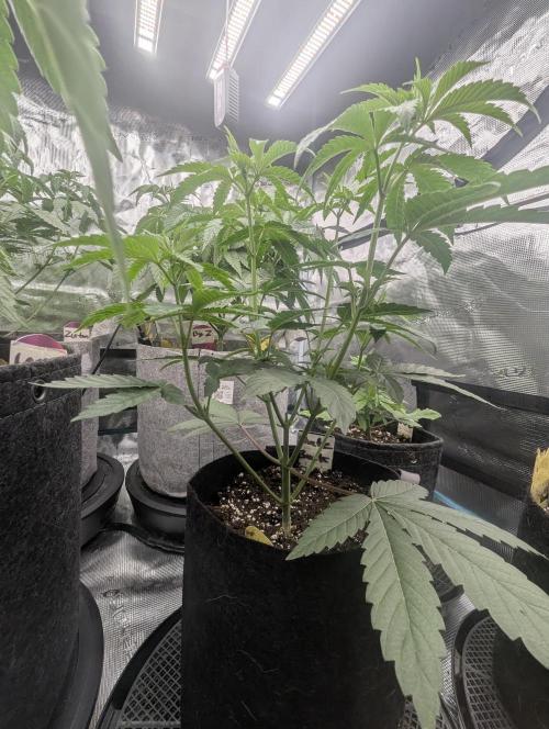 Shake Back - Compound Genetics. Week 4