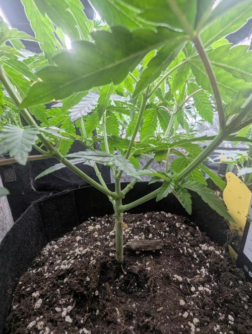 Shake Back - Compound Genetics. Week 4