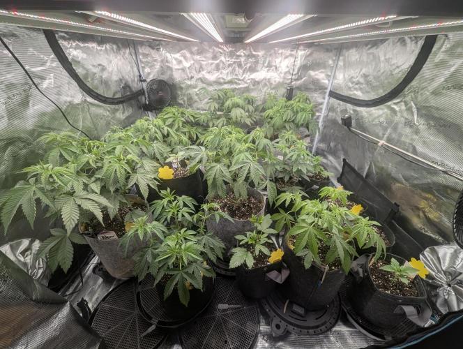 Shake Back - Compound Genetics. Week 4